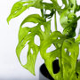 Gatenplant 'Monkey Leaf'